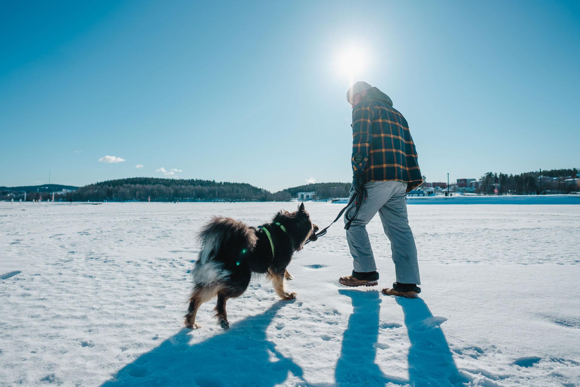 Kuvassa on mies ja koira järven jäällä. Aurinko paistaa siniseltä taivaalta.